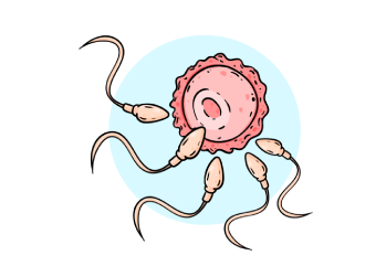 Sperm Nedir?