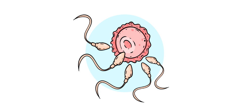 Sperm Nedir? Yaygın Sorulara Bilimsel Yanıtlar